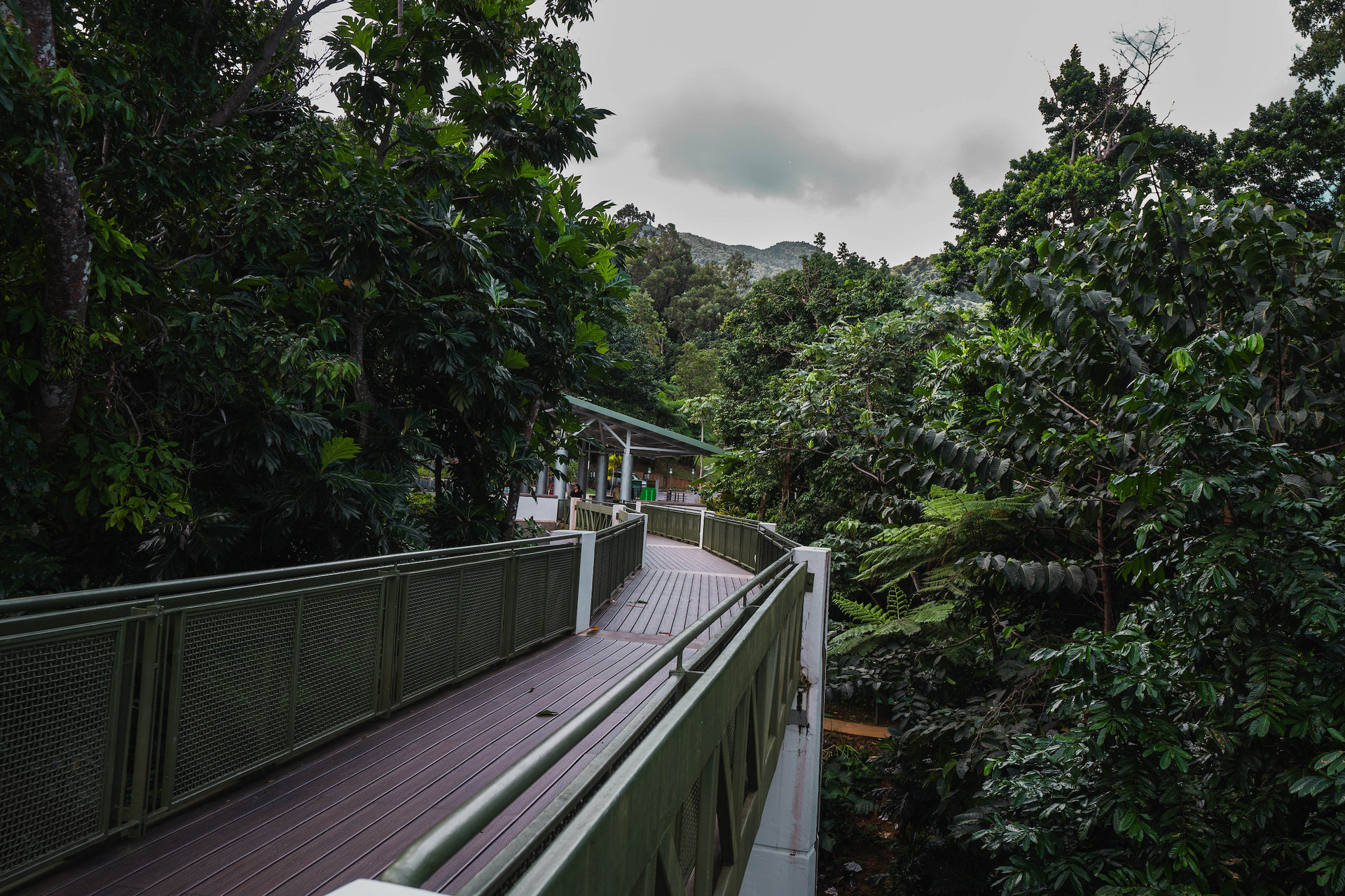 el yunque national forest 2 credit discover puerto rico result