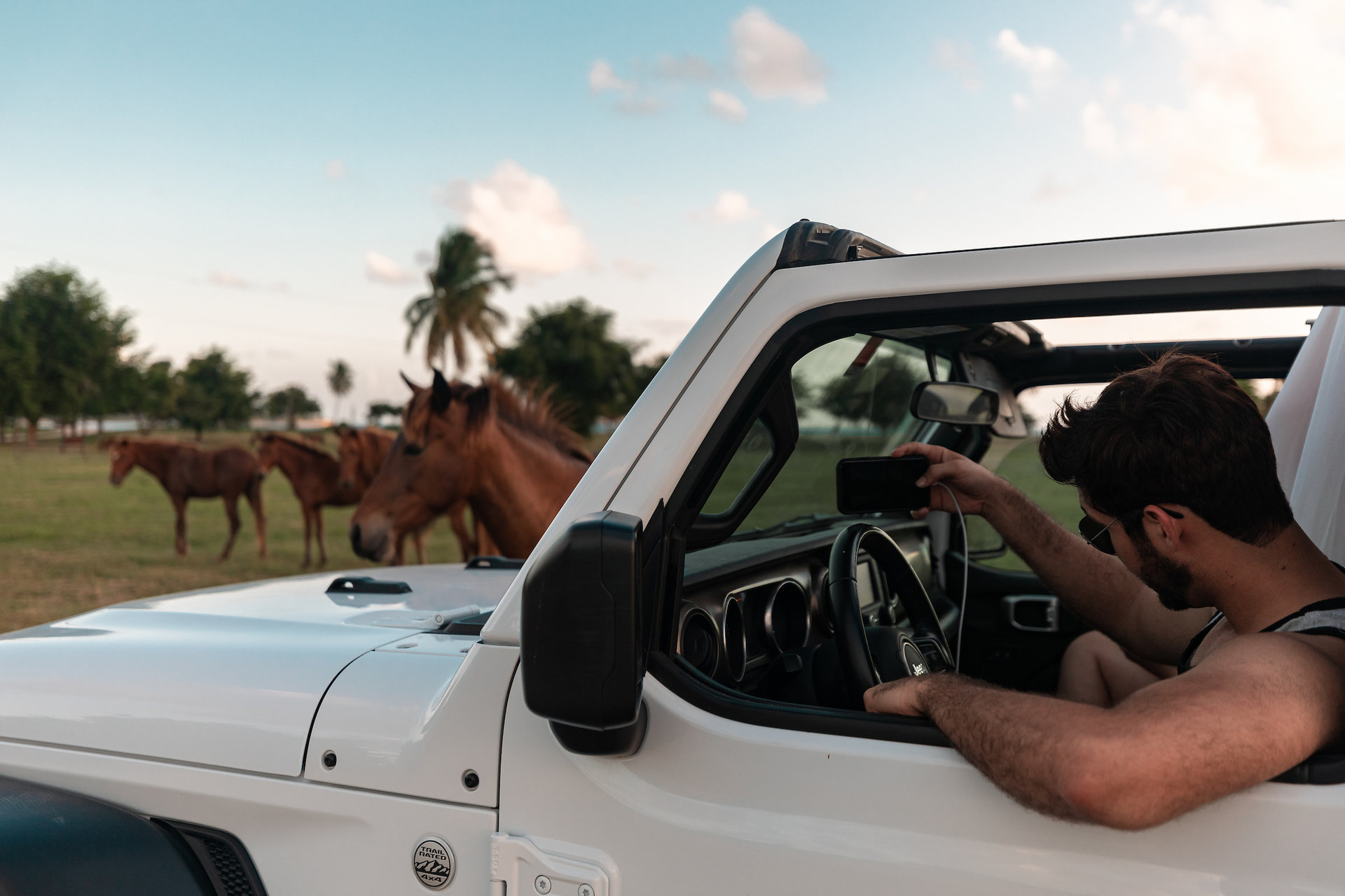 wild horse vieques credit omark reyes discover puerto rico result