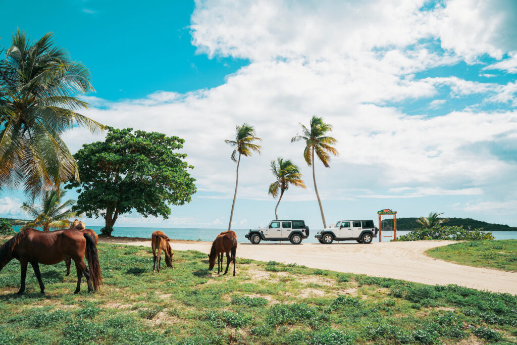 vieques wildlife refuge photo credit discover puerto rico result